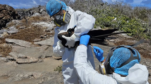 Ecuador reporta la presencia de gripe aviar en Galápagos
