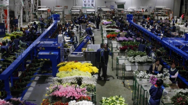 Exportaciones de flores colombianas impulsan operaciones logísticas por San Valentín