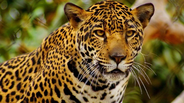 Ecuador fortalece la conservación del jaguar a través de una alianza