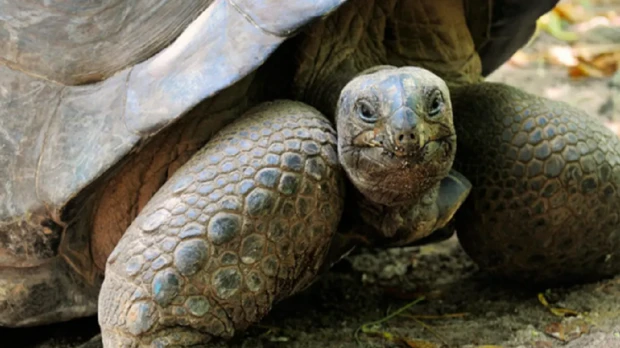 Tortugas vuelven 150 años después a anidar en isla desratizada de Galápagos