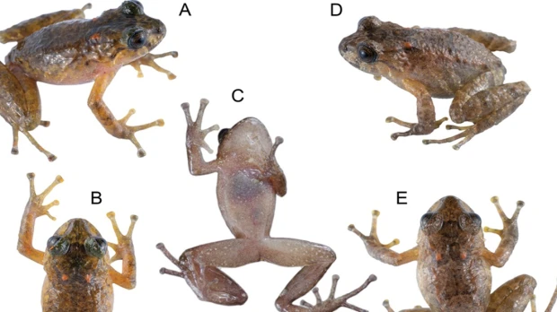 Especie de rana fue redescubierta en los Andes 