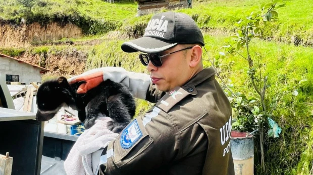 Cría de oso de anteojos fue rescatada en Imbabura 