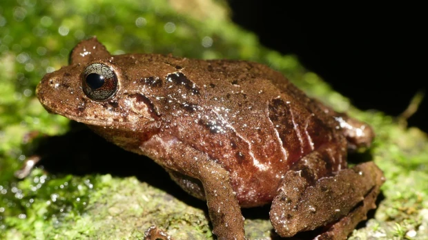 Una nueva especie de rana fue descubierta en Cerro Candelaria