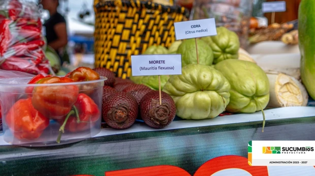 Morete, una de las palmas aceitosas nativas más altas de la Amazonía 