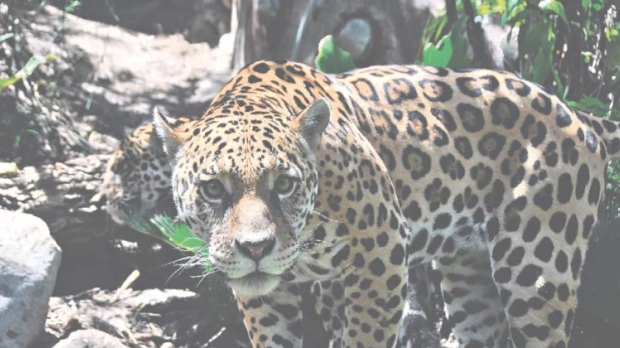 Selva Arutam, recreada en el bioparque Amaru, para el hábitat de dos jaguares