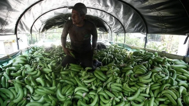 Gremios bananeros de Ecuador y Colombia reclaman precios justos en Europa
