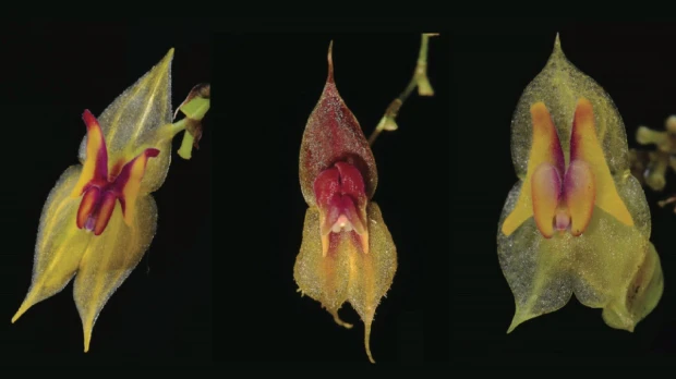 Tres nuevas especies de orquídeas fueron descubiertas en Ecuador