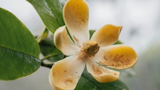 Fragancia Magnolia mashpi se extrae de manera innovadora 