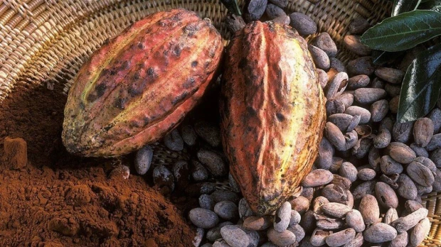 El precio del de cacao alcanzó $ 7.837 