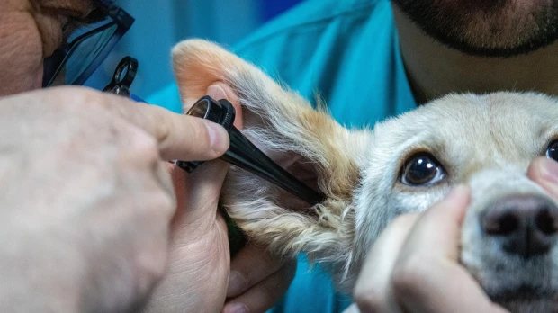 ¿Cómo funcionan los seguros para mascotas?