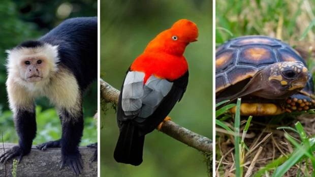 La región amazónica registra mayores índices de tráfico de fauna silvestre