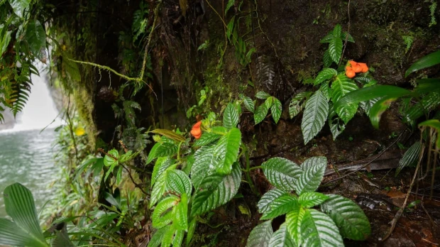 Planta endémica que se creía extinta es identificada luego de 40 años