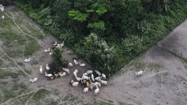 La deforestación en la Amazonía brasileña se disparó en abril