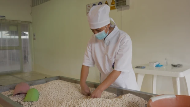 Estudios destacan al chocho como un cultivo clave para la seguridad alimentaria 