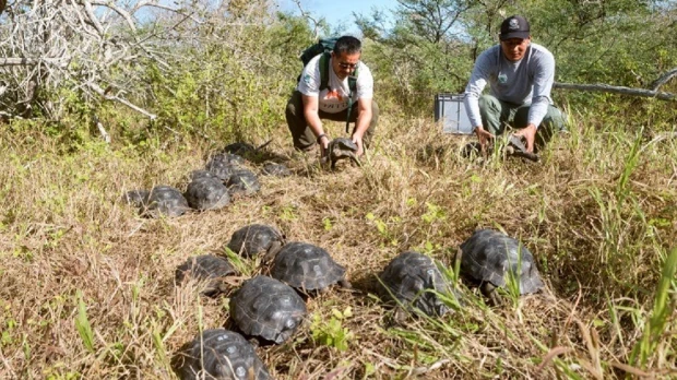 Galápagos: 86 tortugas criadas en cautiverio regresaron a su hábitat natural
