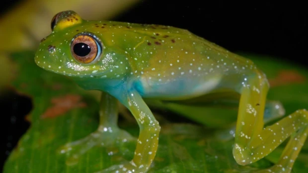 El color de sapos y ranas les ayuda a combatir los cambios ambientales y los patógenos