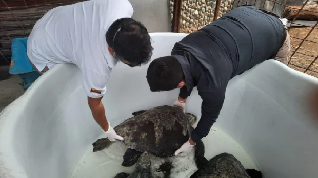 Rescatadas cinco tortugas marinas