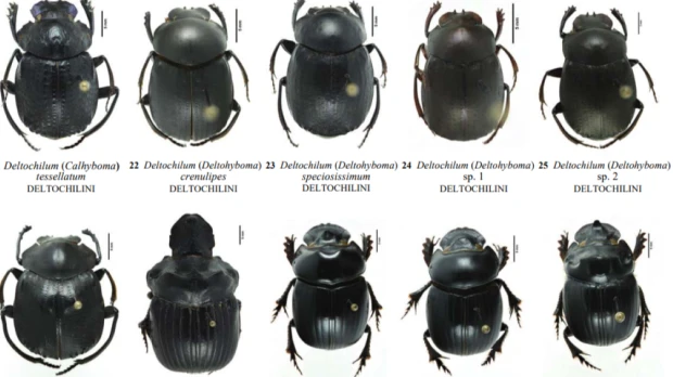 Reserva de Biosfera Sumaco concentra 62 especies de escarabajos coprófagos