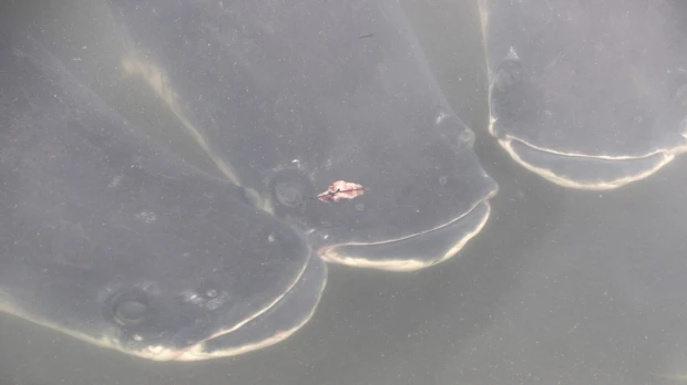 La contaminación y el cambio climático amenazan a los peces en la Amazonía de Ecuador