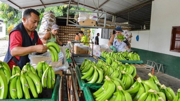 Exportaciones de banano enfrentan crisis logística por conflicto en Medio Oriente