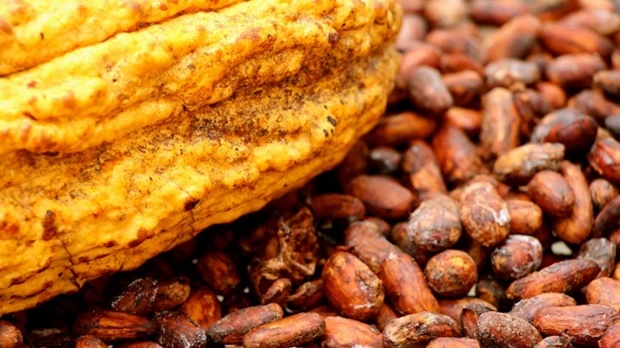 El cacao ecuatoriano rompió récord en exportaciones en 2021 gracias a pequeños productores