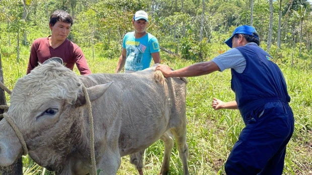 Ganaderos de Napo reciben asistencia técnica
