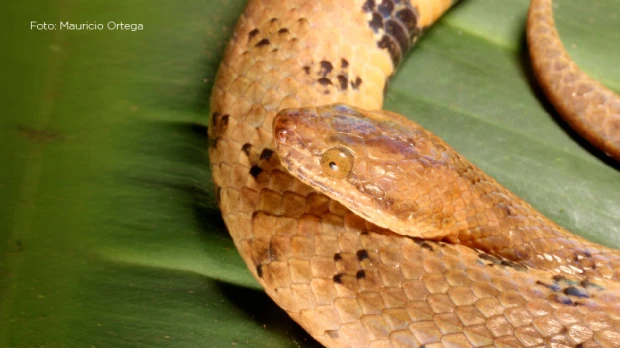 Nueva especie de serpiente boa endémica fue descubierta en la Amazonía ecuatoriana