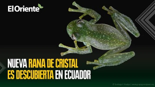 Descubren nueva especie de rana de cristal