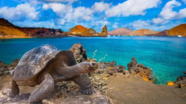 Animales de Galápagos