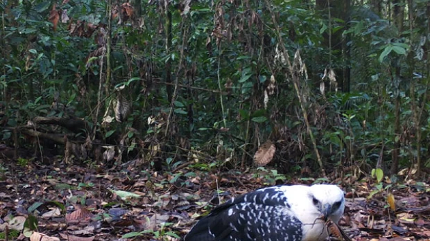 Logran fotos y videos inéditos de las especies del Cuyabeno