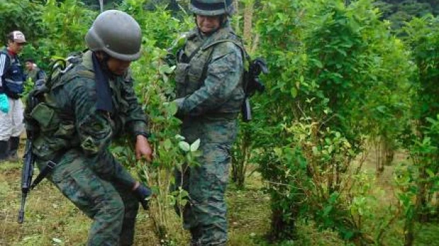 Destruyen 3 hectáreas de coca en Sucumbíos