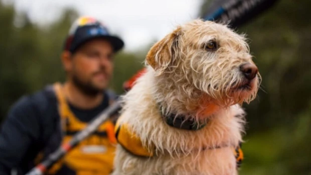 Arthur, el perro callejero ecuatoriano, está en la pantalla grande