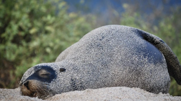 Galápagos: Censo registra más de 23.000 iguanas y 5.800 lobos marinos