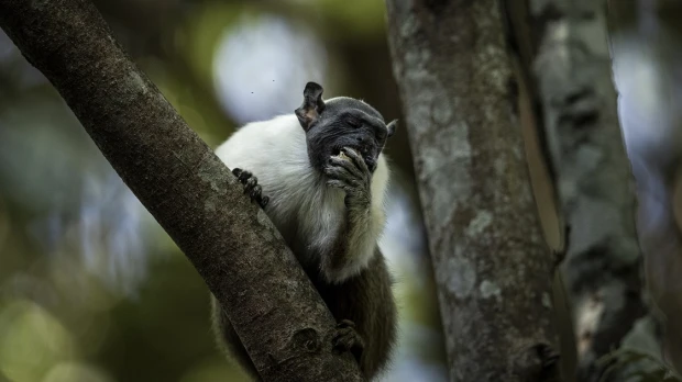 El primate más amenazado de la Amazonía se ahoga ante el avance de la ciudad