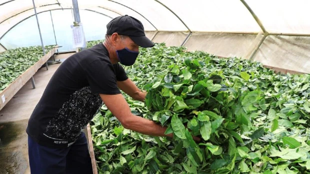 Productos amazónicos tienen potencial con los acuerdos comerciales con México y China