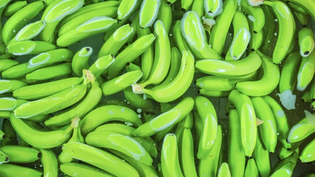 Exportaciones de banano ecuatoriano crecieron 7 % hasta abril pese al conflicto en Medio Oriente