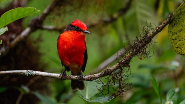 Aumenta la reproducción del pájaro brujo en Galápagos durante 2026