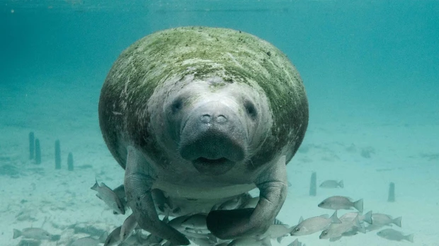 El manatí amazónico está en peligro de extinción