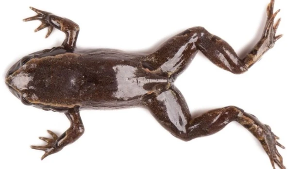 7 nuevas especies de ranas fueron descubiertas en Ecuador