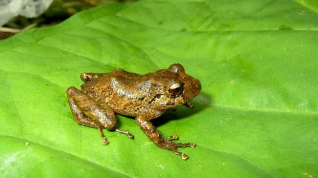 Nueva especie de rana es descubierta en el corredor Llanganates-Sangay