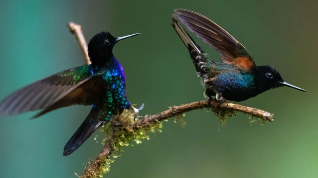 Quito, una capital del 'birdwatching' con 542 especies de aves