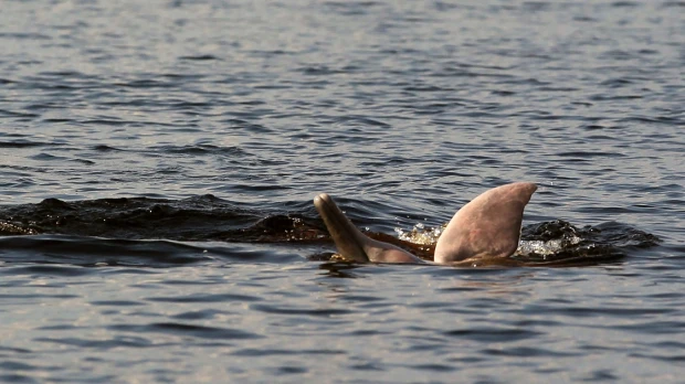 Investigadores logran escuchar a los delfines de río en peligro de extinción en Amazonas 