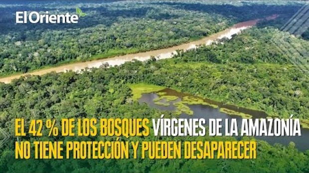 El 42 % de los bosques vírgenes de la Amazonía no tiene protección y pueden desaparecer