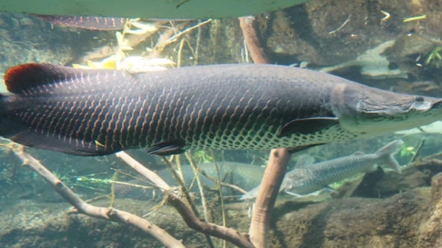 El Paiche, el gigante de los ríos de la Amazonía