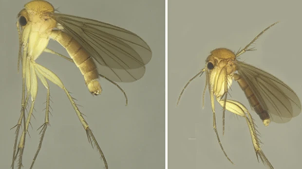 15 nuevas especies de mosquitos de los hongos fueron descritas en Napo