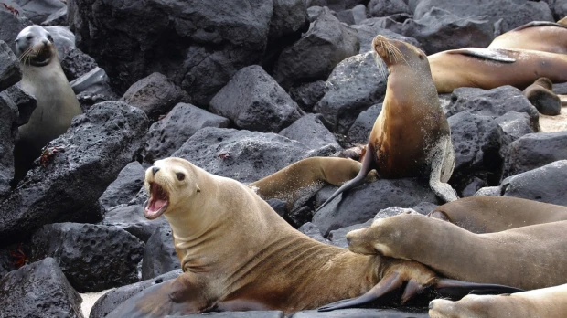 Fortalecen combate contra el tráfico de especies silvestres en Galápagos