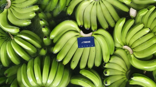Las exportaciones de banano registraron un repunte en octubre