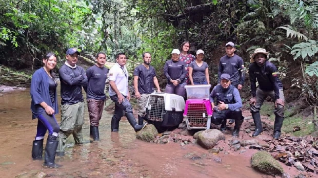 25 especímenes de fauna silvestre retornaron a su hábitat en Sucumbíos