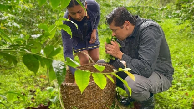 Napo: Ruta Agroproductiva de la Guayusa fortalece cultura kichwa 