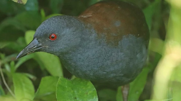 Ave que se creía extinta hace 2 siglos fue hallada en isla Floreana